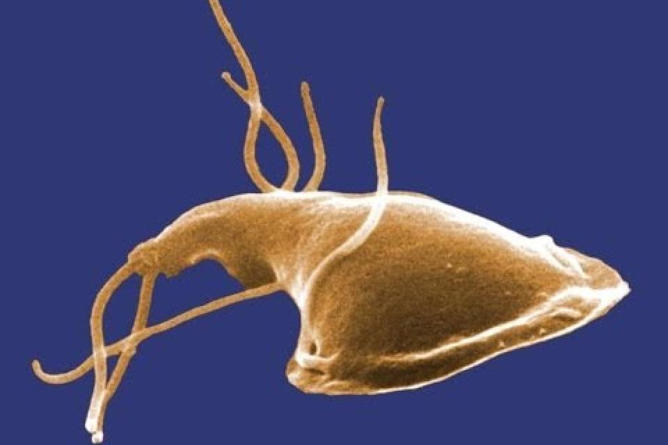 Giardia lamblia